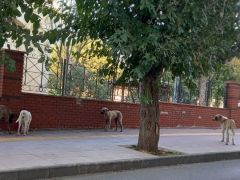 Aydın’da, sokak köpekleri korku salıyor