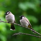 KUŞLAR NEDEN SABAHA KARŞI CIVILDAMAYA BAŞLAR?