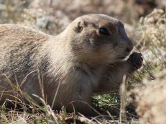 Doğanın en yalnız hayvanları
