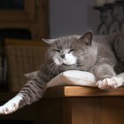 KEDİLER NEDEN NEFES ALIRKEN AĞIZLARINI AÇAR?