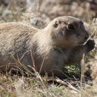 DOĞANIN EN YALNIZ HAYVANLARI