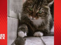 Kediler neden avlarını sahibine sunar?