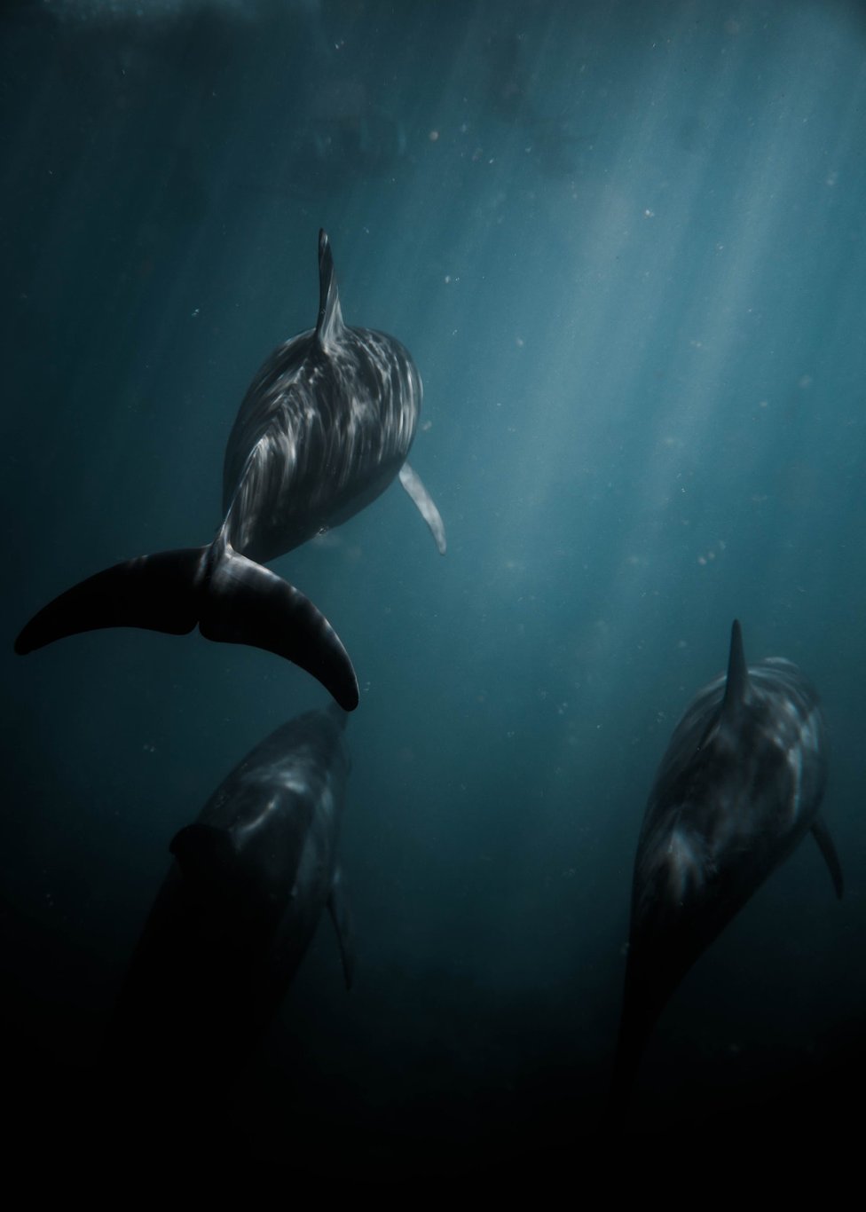 Köpek balığı saldırısından nasıl korunulur? Köpek balığı saldırırsa ne yapılabilir?