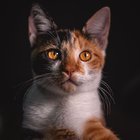 KEDİLERİN NEDEN BIYIKLARI VARDIR?