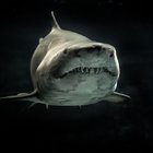 KÖPEK BALIKLARINA DAİR İLGİNÇ BİLGİLER