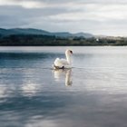 KUĞULARIN ÖLÜM SESİ: KUĞU ŞARKISI