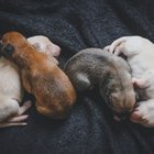 NEDEN BAZI HAYVANLAR KENDİ YAVRULARINI YER?