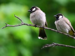 Kuşlar neden sabaha karşı cıvıldamaya başlar?