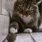 KEDİLER NEDEN AVLARINI SAHİBİNE SUNAR?