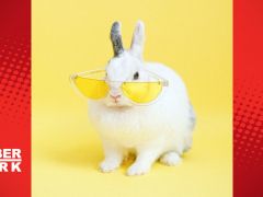 Tavşanlar hakkında sizi şaşırtacak bilgiler