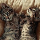 KEDİLER HAKKINDA 10 EĞLENCELİ GERÇEK