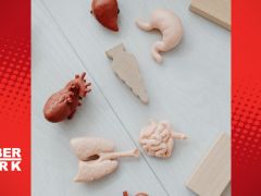 Aşılar minyatür organlarda test edilebilir