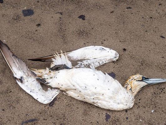 Gökten yağmur gibi ölü kuş yağdı: Gerçek biyogüvenlik tehdidi!