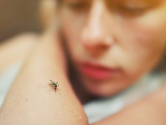 Yeni virüs alarmı! Batı Nil virüsü nedir? Nasıl bulaşır?