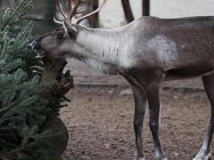 Berlin’de kuş gribi alarmı! Hayvanat bahçesi kapatıldı