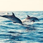 YAKINDA SOYU TÜKENECEK OLAN HAYVANLAR