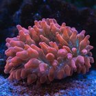 ÖĞRENMEK İÇİN BEYNE İHTİYACI YOK