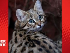 Dünyanın en tehlikeli ölümcül kedisi!