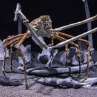 HAYVANLARA DAİR ŞAŞIRACAĞINIZ 11 BİLGİ