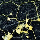 NE HAYVAN NE BİTKİ AMA 720 CİNSİYETİ VAR!