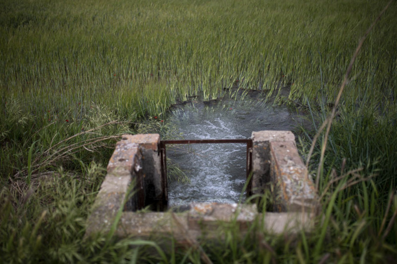 İspanya'da kuraklık nedeniyle 161 yıllık sulama kanalı devre dışı kalacak