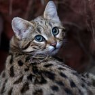 DÜNYANIN EN TEHLİKELİ ÖLÜMCÜL KEDİSİ!