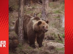 Japonya’daki bir otomatta ayı eti satılıyor