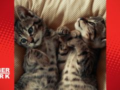 Kediler hakkında 10 eğlenceli gerçek