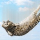 KEDİLER GERÇEKTEN DOKUZ CANLI MI?