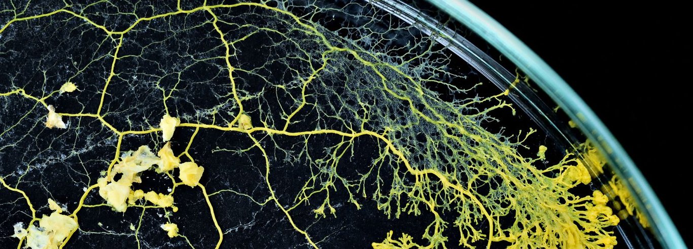 Doğanın gizemi: Blob isimli organizmanın ne olduğu bilim tarafından çözülemiyor