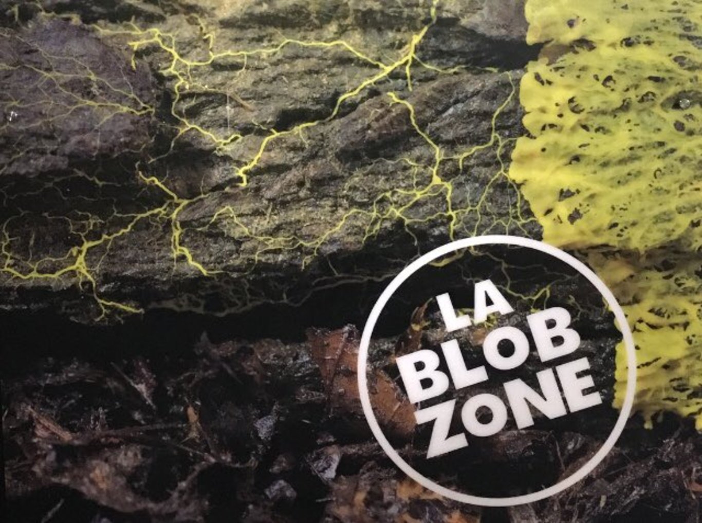 Doğanın gizemi: Blob isimli organizmanın ne olduğu bilim tarafından çözülemiyor