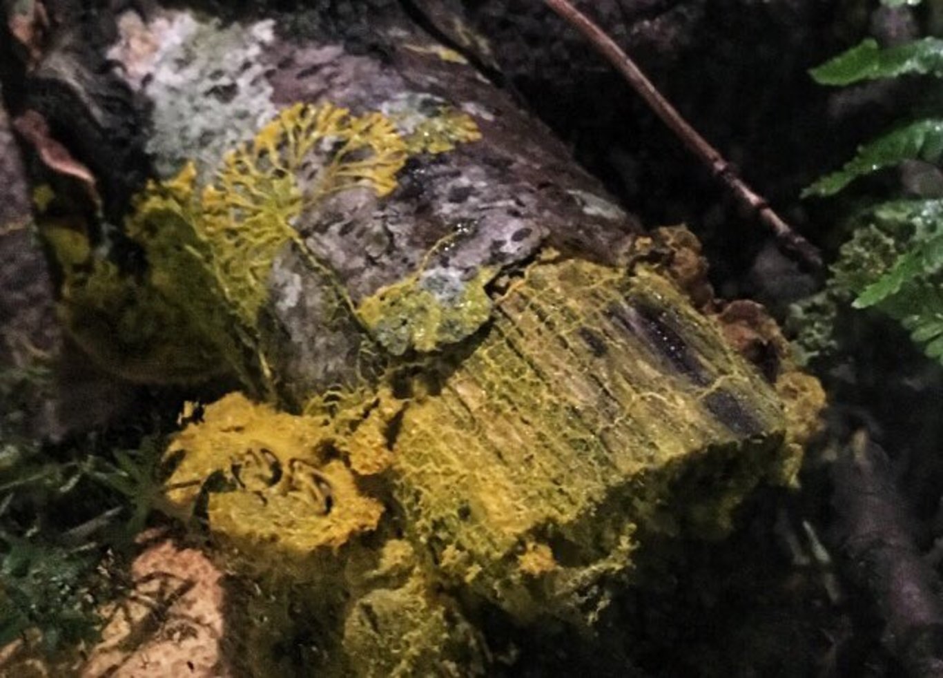 Doğanın gizemi: Blob isimli organizmanın ne olduğu bilim tarafından çözülemiyor