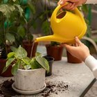 ARAŞTIRMA: STRESLİ BİTKİLER ÇIĞLIK ATIYOR