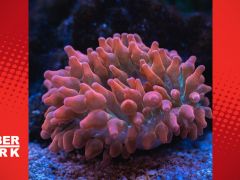 Öğrenmek için beyne ihtiyacı yok