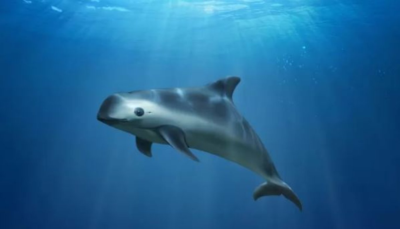 Soyu tükenme tehlikesi altında olan ve yakında soyu tükenecek hayvanlar!