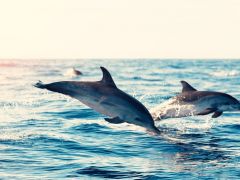 Yakında soyu tükenecek olan hayvanlar