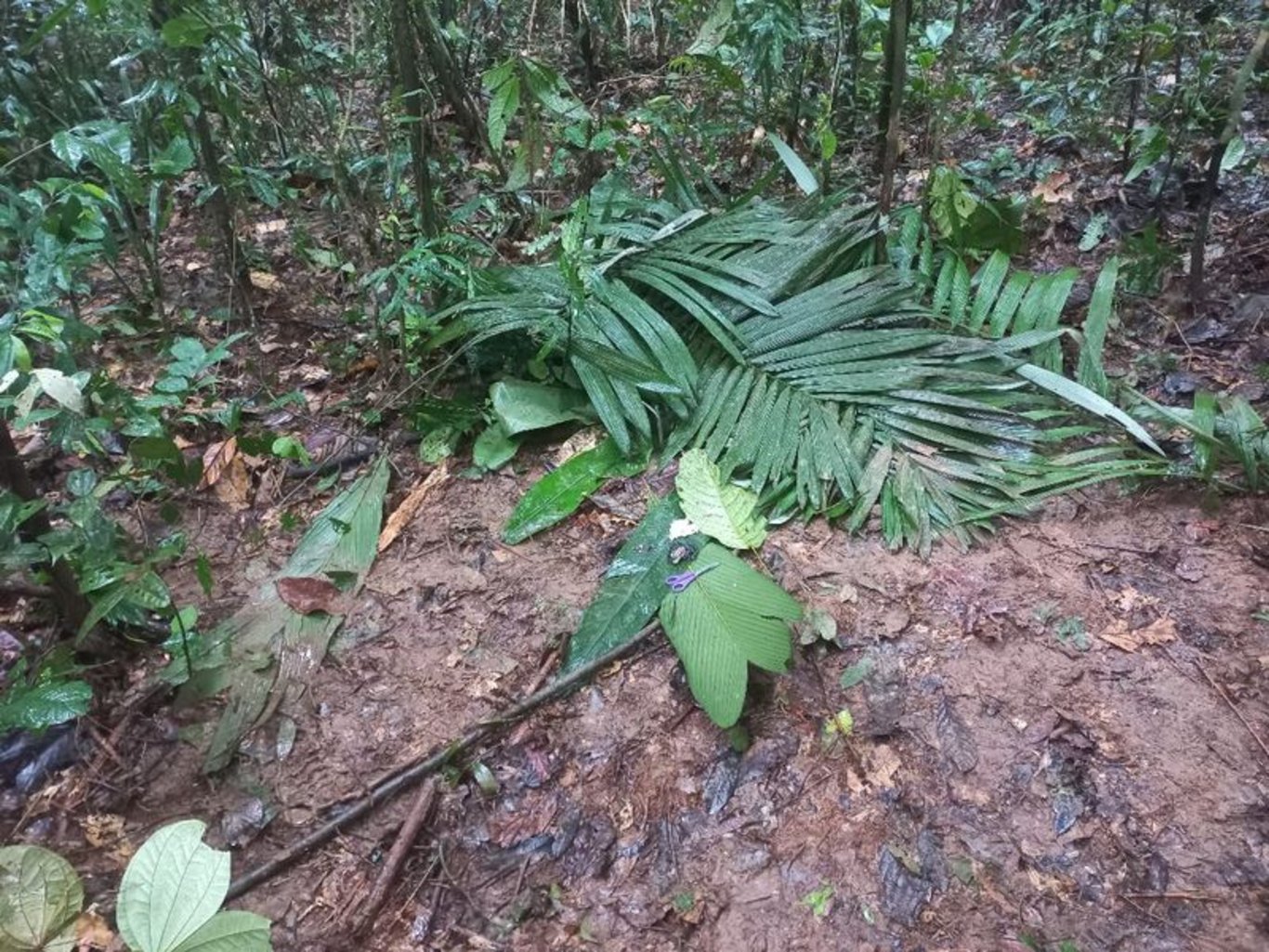 Kolombiya'da 17 gün önce düşen uçaktaki 4 çocuk sağ bulundu! 11 aylık bebek de kurtuldu! - En son haberler