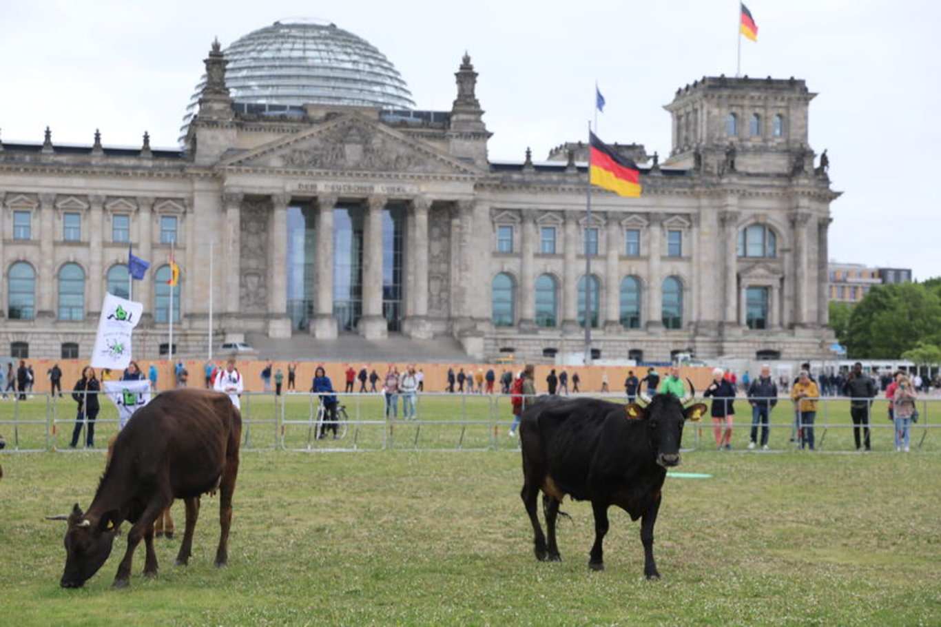 Almanya'da çevreciler ineklerini Meclis bahçesinde otlattı
