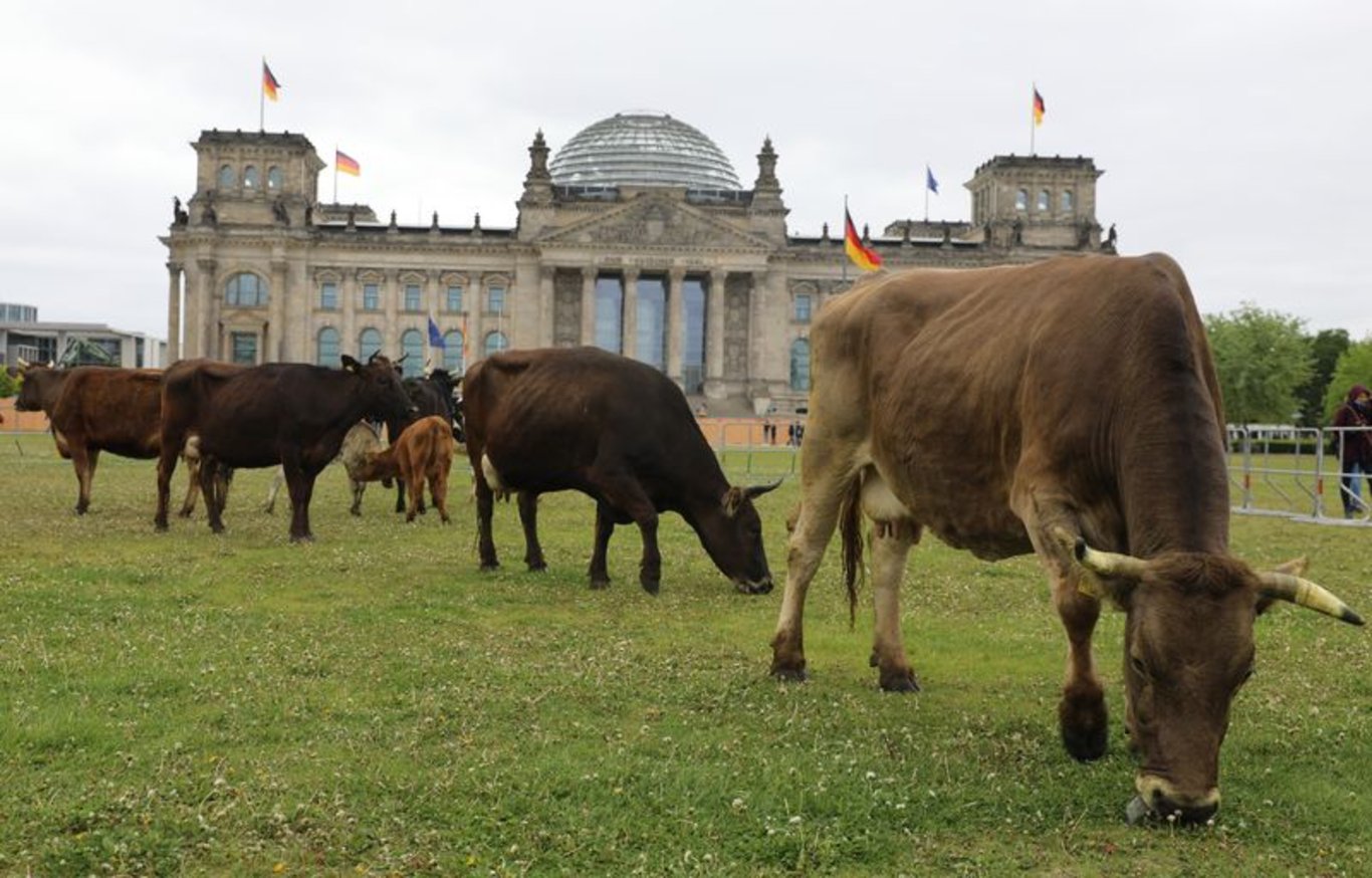 Almanya'da çevreciler ineklerini Meclis bahçesinde otlattı