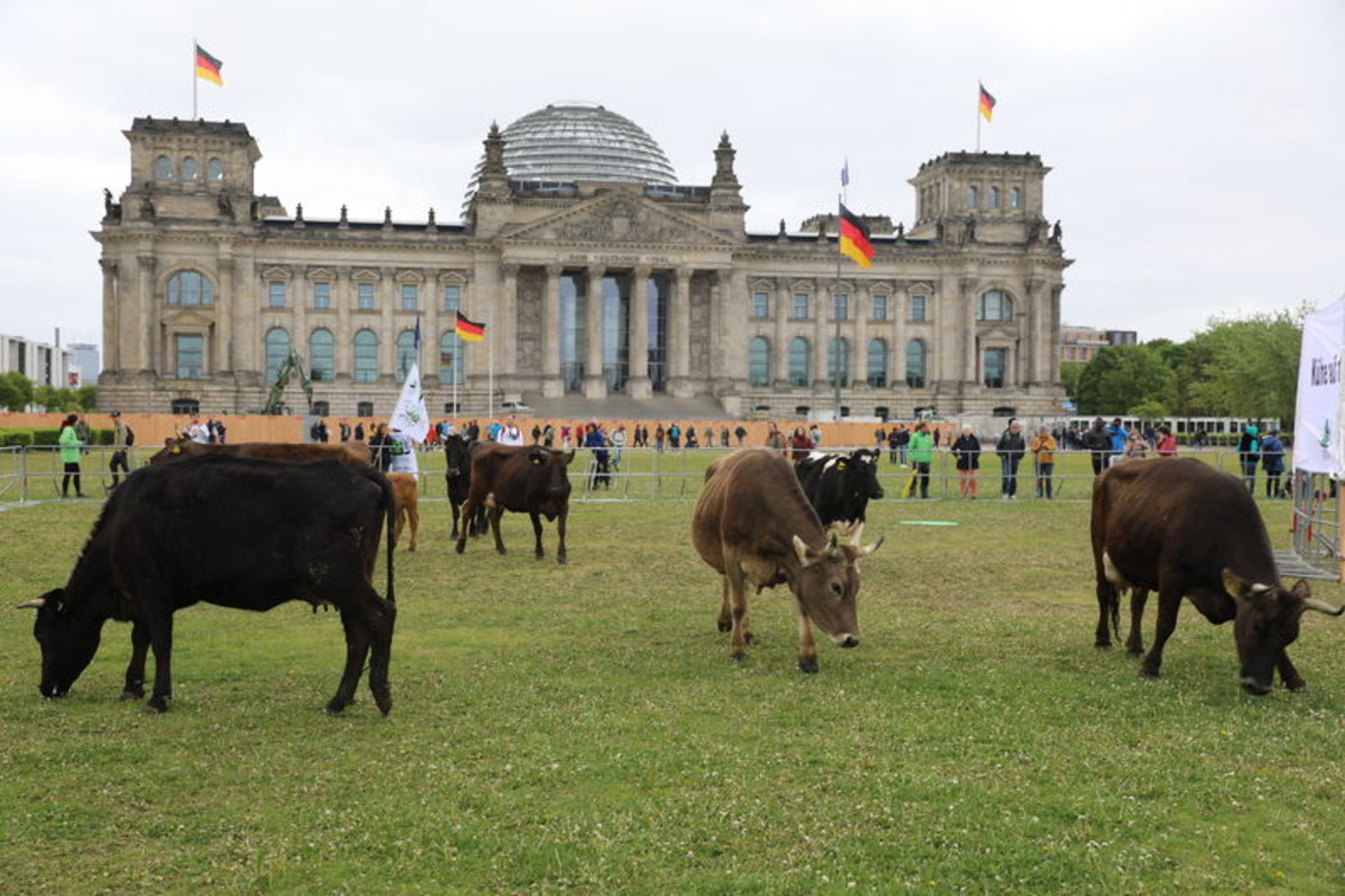 Almanya'da çevreciler ineklerini Meclis bahçesinde otlattı
