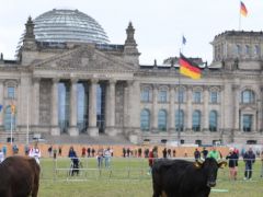 Almanya’da çevreciler ineklerini Meclis bahçesinde otlattı