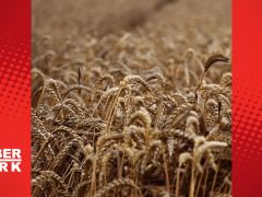 BM’den ‘tahıl görüşmelerine devam’ çağrısı