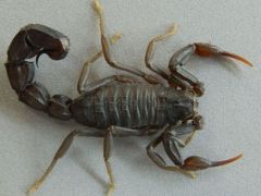 Hindistan’da uçakta yolcuyu akrep soktu