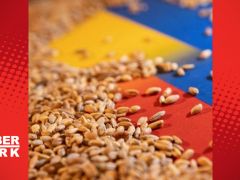 “Karadeniz Tahıl Girişimi’nin uzatılması için çalışıyoruz”