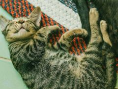 Kediler neden çok fazla uyuyor?