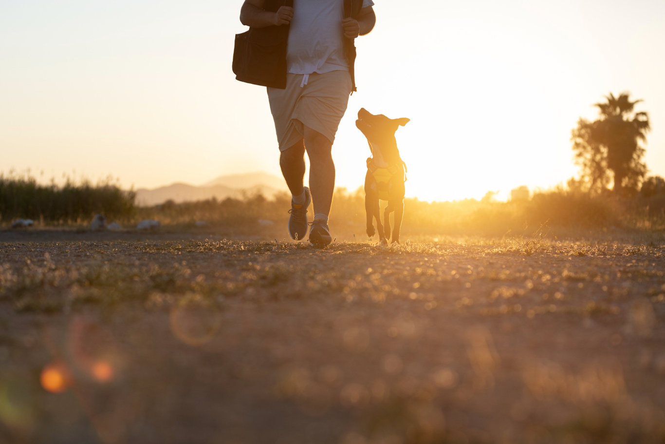 Köpeğiniz sizi sürekli takip ediyorsa sebebi bunlar olabilir