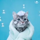 NEDEN KEDİLER GENELDE SUYU SEVMEZ?