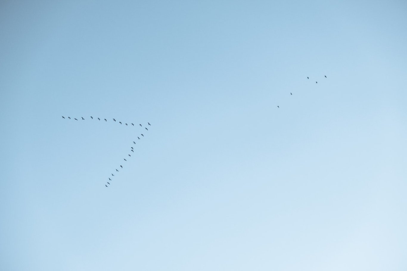 Kuşlar neden V şeklinde uçar? Kuş sürülerinin V şeklinde uçmasının sebebi nedir?