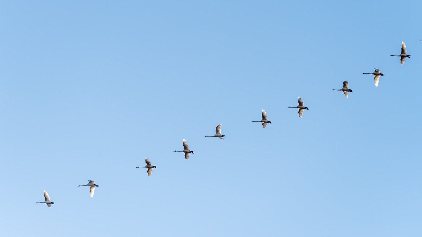 Kuşlar neden V şeklinde uçar? Kuş sürülerinin V şeklinde uçmasının sebebi nedir?