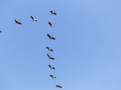 Kuşlar neden V şeklinde uçar?